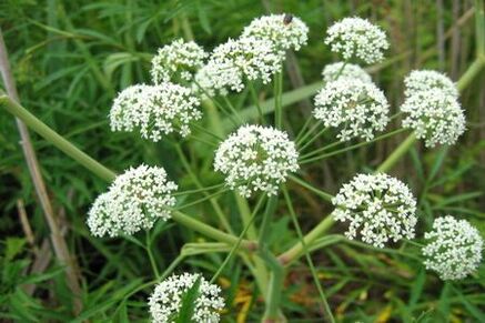 Boligoli is used in the treatment of prostatitis