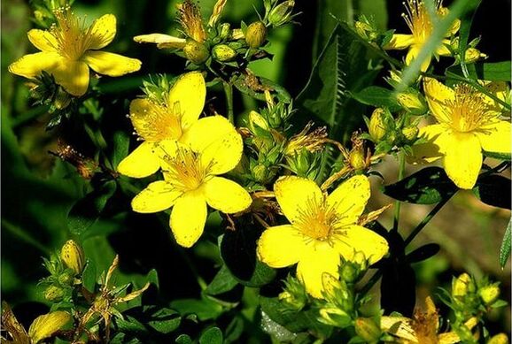 John's wort is a medicinal plant that helps treat prostatitis