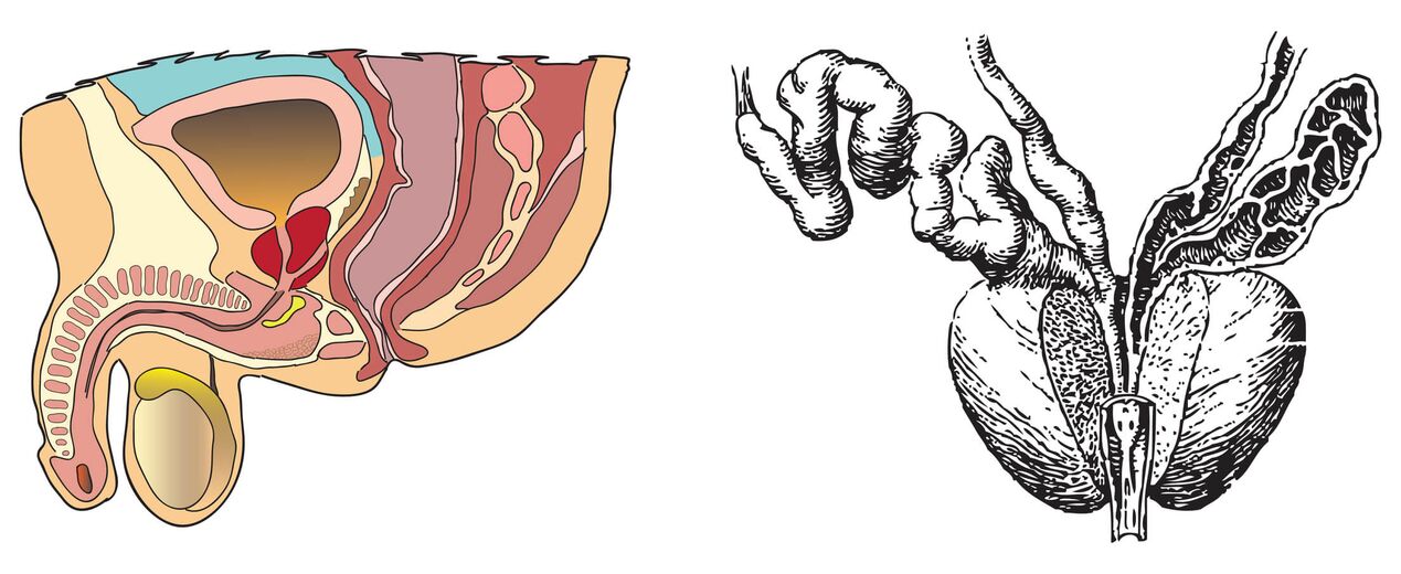 Anatomy of the prostate gland